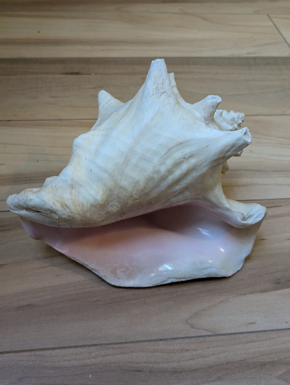 Vintage Large Pink Queen Conch Shell 8 in. Natural Ocean Art Beach House Deco